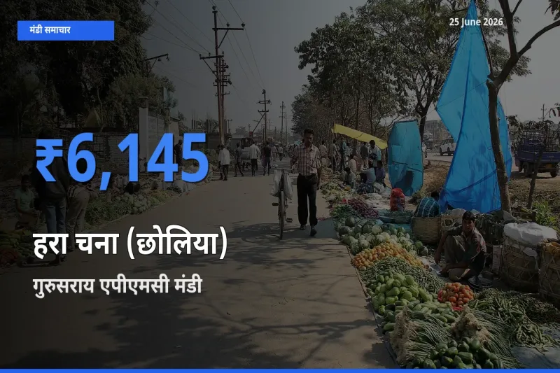 गुरुसराय एपीएमसी मंडी में हरा चना (छोलिया) ₹6,145 पर पहुँचा – आज का सर्वोच्च भाव