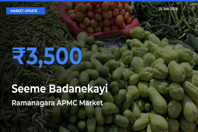 Ramanagara APMC Leads as Top Mandi for Seeme Badanekayi Prices