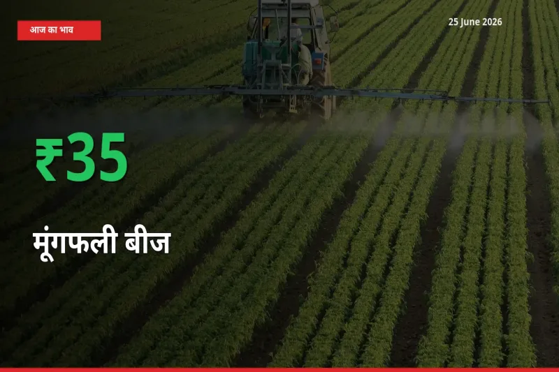 किसानों के लिए खुशखबरी! स्थानीय मंडी में मूंगफली बीज 35.44% उछला