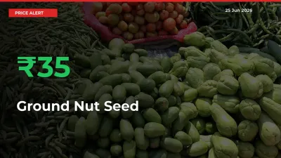 Ground Nut Seed Mandi Rate Today: Prices Jump 35.44% at Market