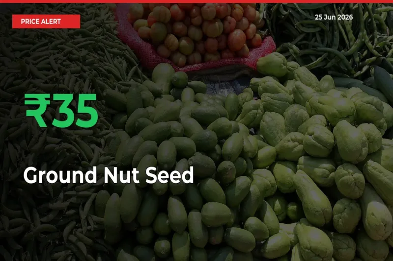 Ground Nut Seed Mandi Rate Today: Prices Jump 35.44% at Market