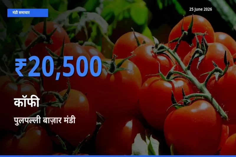 पुलपल्ली बाज़ार मंडी में कॉफी ₹20,500 पर पहुँचा – आज का सर्वोच्च भाव