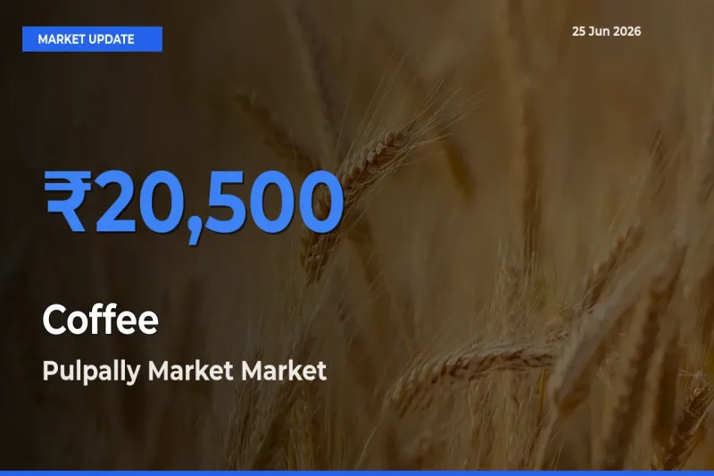 Farmers Prefer Pulpally Market as Coffee Hits Highest Rate