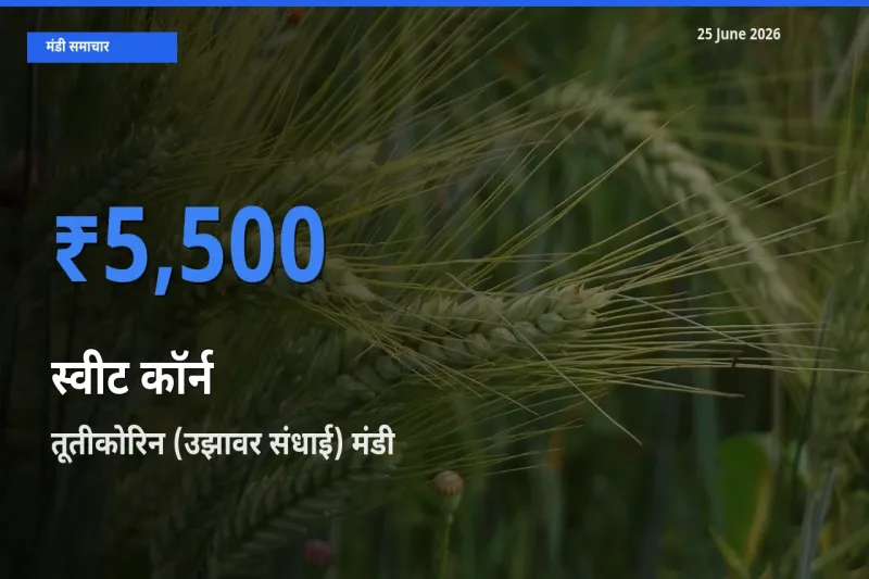 आज स्वीट कॉर्न के सबसे ऊँचे दाम ₹5,500 तूतीकोरिन (उझावर संधाई) मंडी में