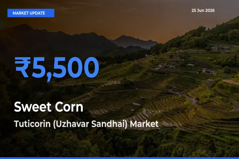 Sweet Corn  Mandi Rate Today: Tuticorin (Uzhavar Sandhai) Tops the List