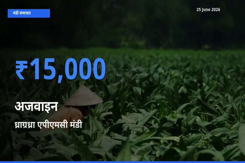 ध्राग्रध्रा एपीएमसी में अजवाइन का आज सबसे ऊँचा भाव