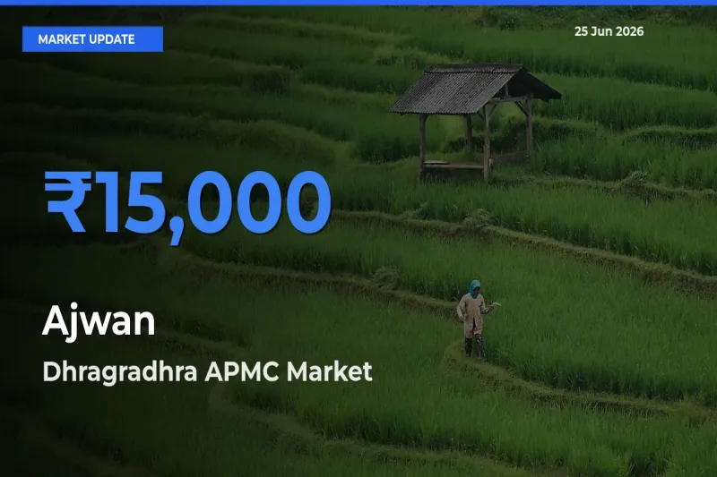 Dhragradhra APMC Tops Ajwan Rates – June 25 Market Update