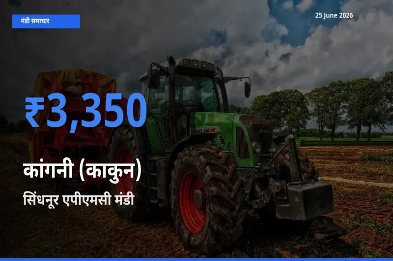 25 June अपडेट: कांगनी (काकुन) के सबसे ऊँचे दाम सिंधनूर एपीएमसी मंडी में