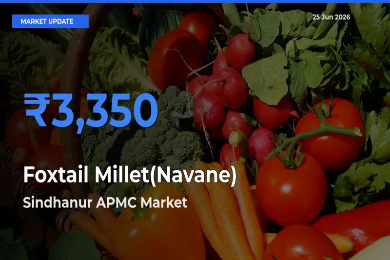 Sindhanur APMC Offers ₹3,350 – Highest Foxtail Millet(Navane) Rate Today