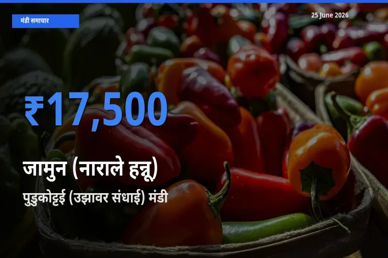 पुडुकोट्टई (उझावर संधाई) मंडी में आज जामुन (नाराले हन्नू) के सबसे ऊँचे दाम दर्ज
