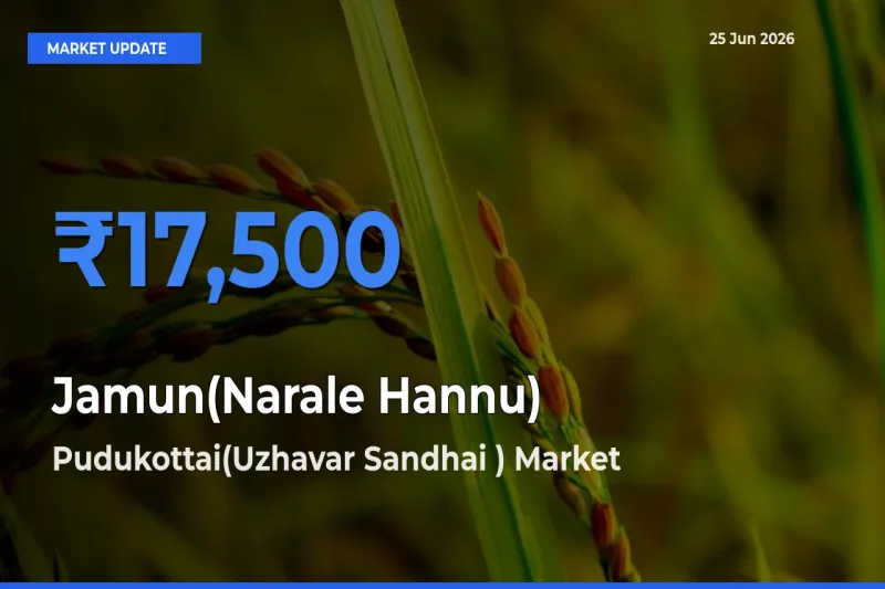Pudukottai(Uzhavar Sandhai ) Offers ₹17,500 – Highest Jamun(Narale Hannu) Rate Today