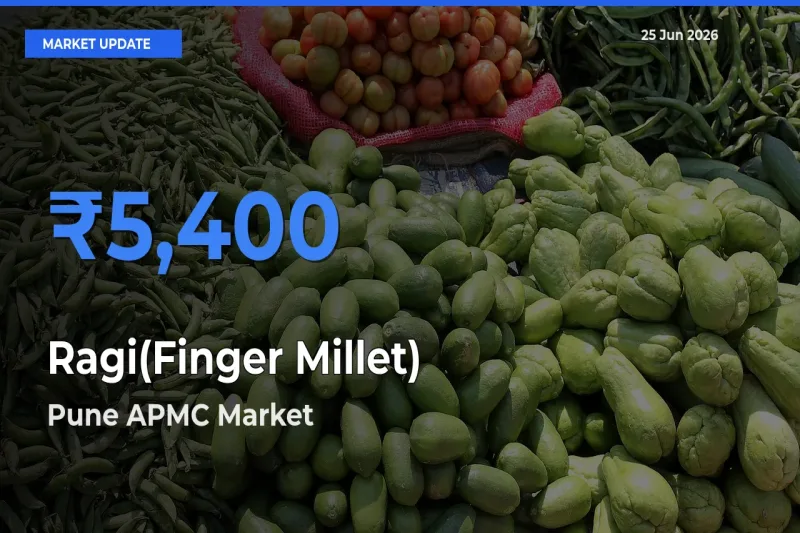 Top Performer! Pune APMC Offers Best Ragi(Finger Millet) Price Today