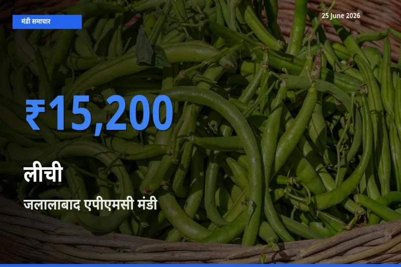 25 June अपडेट: लीची के सबसे ऊँचे दाम जलालाबाद एपीएमसी मंडी में