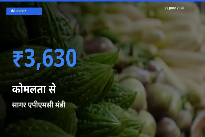 सागर एपीएमसी में कोमलता से का आज सबसे ऊँचा भाव