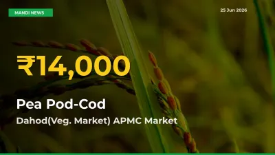 Pea Pod-Cod Prices Soar to Record High in Dahod(Veg. Market) APMC – Farmers Alert Today