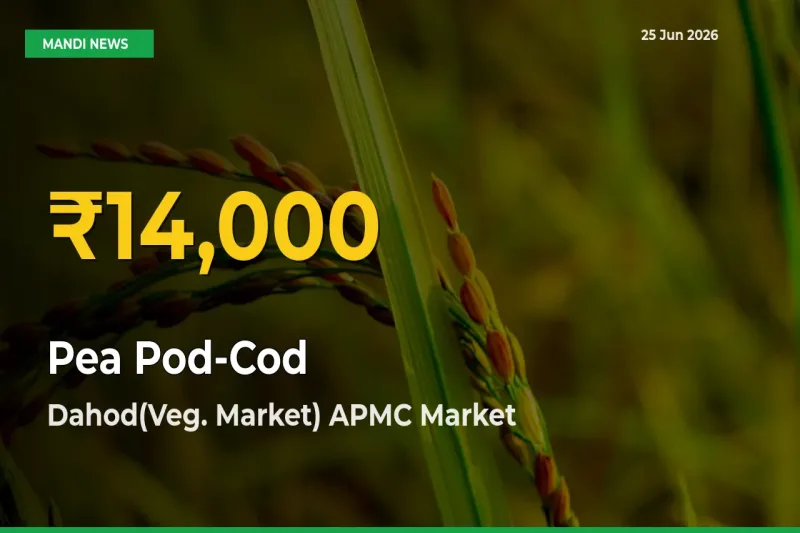 Pea Pod-Cod Prices Soar to Record High in Dahod(Veg. Market) APMC – Farmers Alert Today