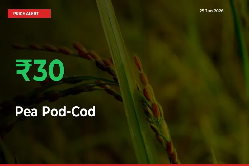 Sharp Jump! Pea Pod-Cod Prices Climb 29.57% in 24 Hours at Key Mandis