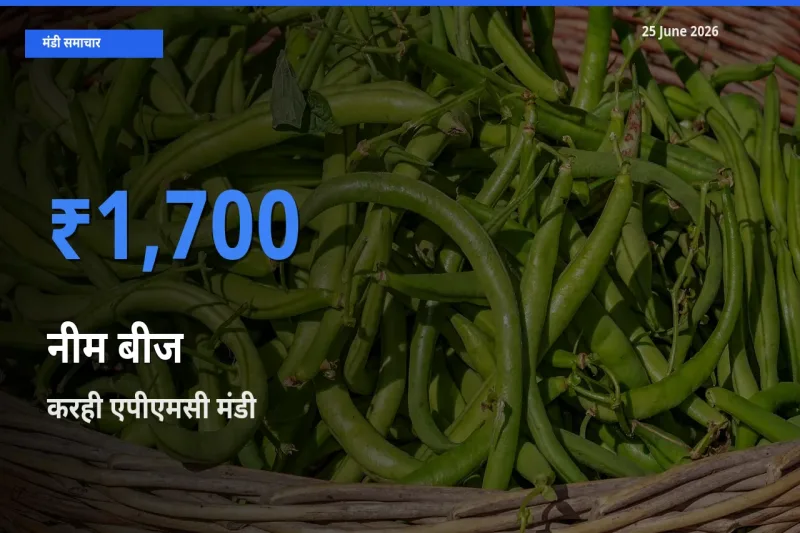 आज नीम बीज के सबसे ज़्यादा दाम करही एपीएमसी मंडी में दर्ज