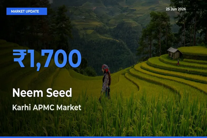 Neem Seed Mandi Rate Today: Karhi APMC Tops the List