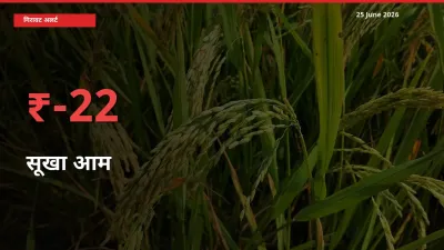 किसानों की चिंता बढ़ी! स्थानीय मंडी में सूखा आम 22.44% गिरा