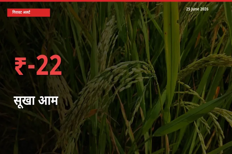 किसानों की चिंता बढ़ी! स्थानीय मंडी में सूखा आम 22.44% गिरा