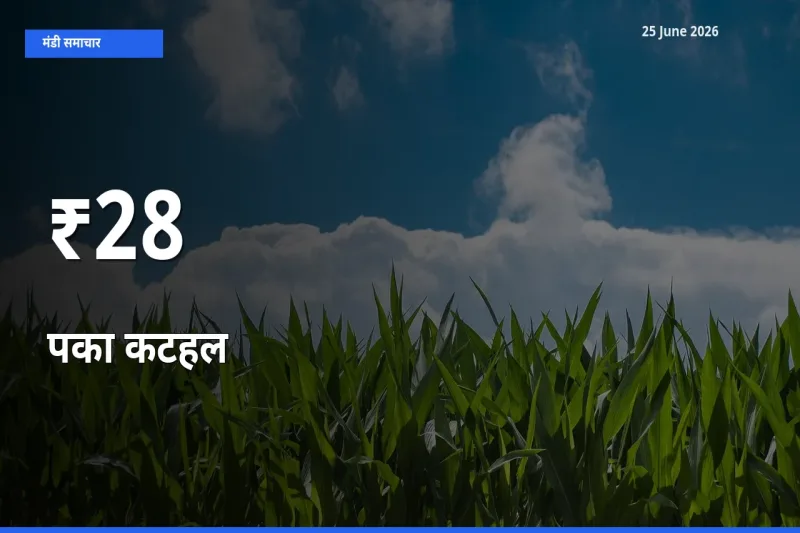पका कटहल के दाम कई मंडियों में एक जैसे बदले, बाज़ार में बड़ा ट्रेंड साफ