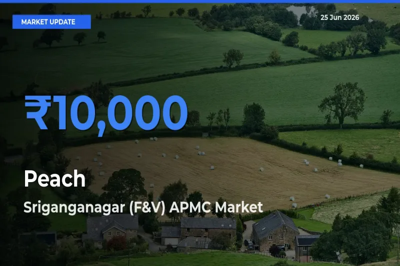 Sriganganagar (F&V) APMC Tops Peach Mandi Rates Today