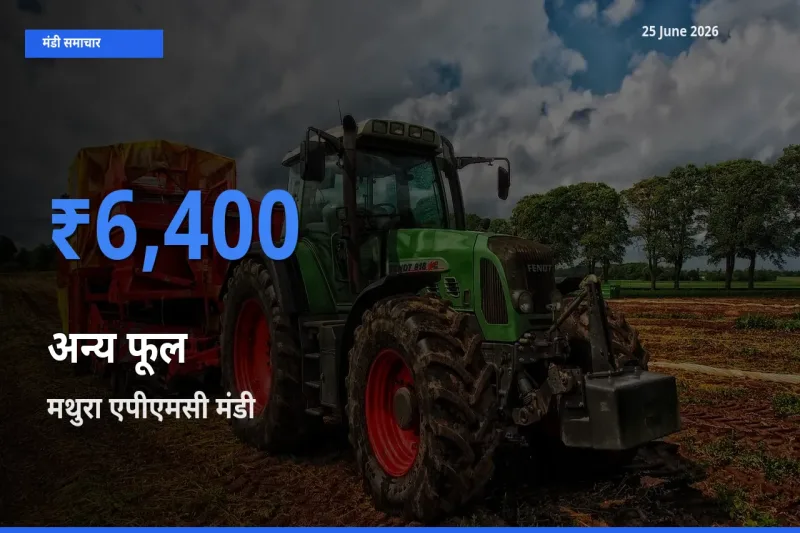 आज अन्य फूल के सबसे ज़्यादा दाम मथुरा एपीएमसी मंडी में दर्ज