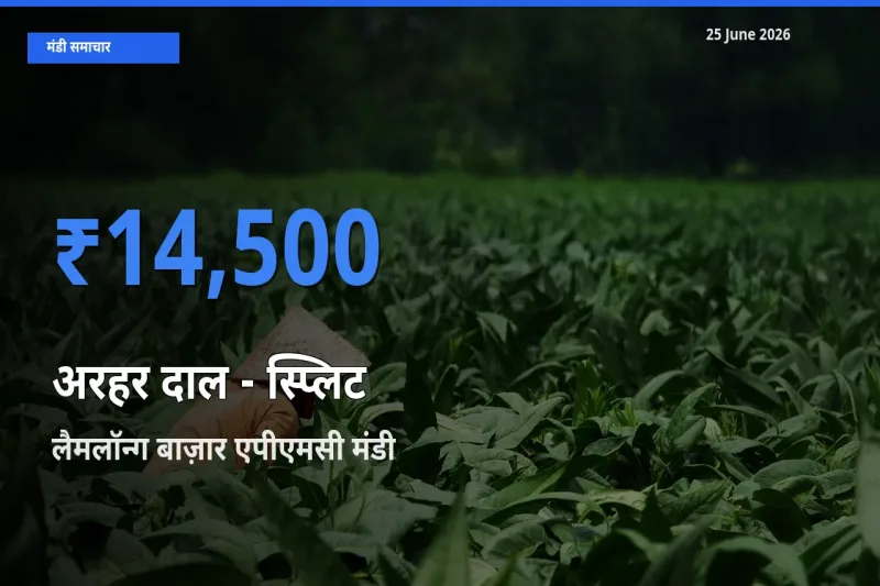 लैमलॉन्ग बाज़ार एपीएमसी मंडी में अरहर दाल - स्प्लिट ₹14,500 पर पहुँचा – आज का सर्वोच्च भाव
