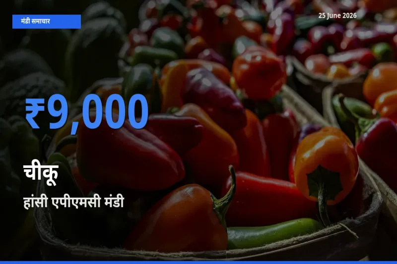 आज का मंडी भाव: चीकू के सबसे ज़्यादा दाम हांसी एपीएमसी में