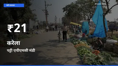 पट्टी एपीएमसी में करेला ₹21 पर गिरा – 30 दिन का न्यूनतम भाव