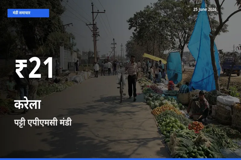पट्टी एपीएमसी में करेला ₹21 पर गिरा – 30 दिन का न्यूनतम भाव