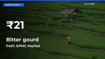 Bitter gourd Prices Touch 30-Day Low in Patti APMC – June 25 Update