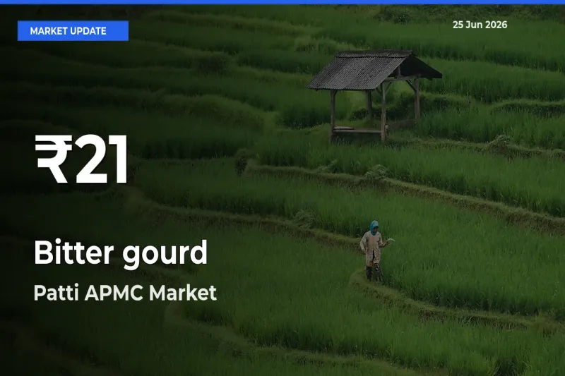 Bitter gourd Prices Touch 30-Day Low in Patti APMC – June 25 Update