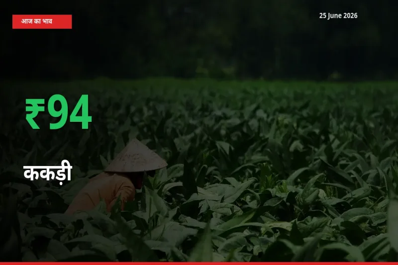 ककड़ी 93.53% उछला, मंडी