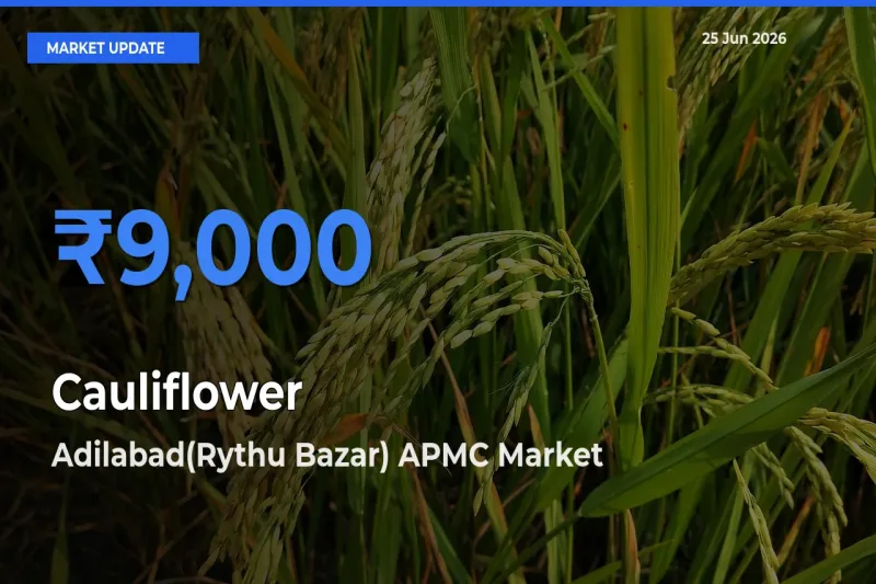 Adilabad(Rythu Bazar) APMC Records Highest ₹9,000 Rate for Cauliflower