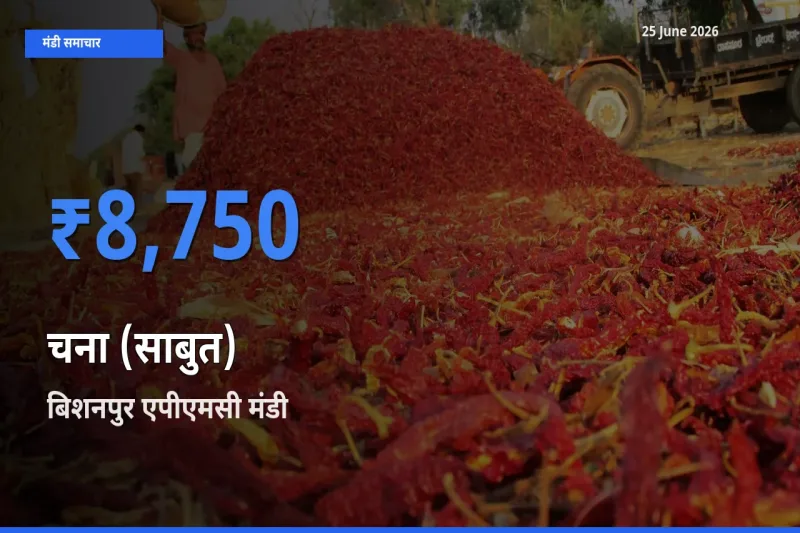 आज चना (साबुत) के सबसे ऊँचे दाम ₹8,750 बिशनपुर एपीएमसी मंडी में