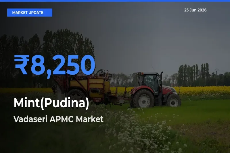 Vadaseri APMC Tops Mint(Pudina) Mandi Rates Today
