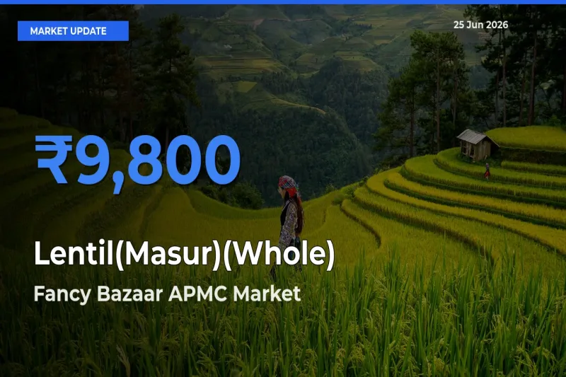 Farmers Prefer Fancy Bazaar APMC as Lentil(Masur)(Whole) Hits Highest Rate