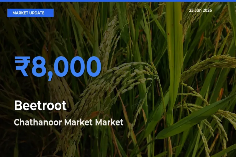 Chathanoor Market Leads as Top Mandi for Beetroot Prices