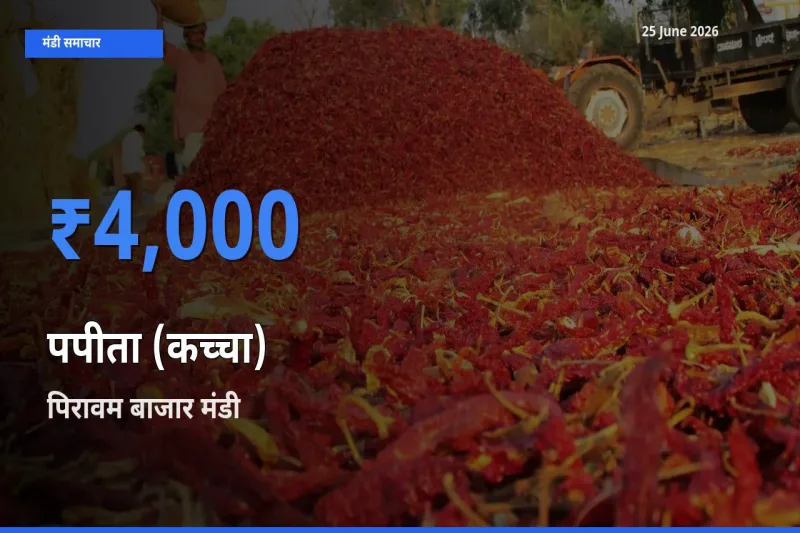 टॉप मंडी बना पिरावम बाजार! पपीता (कच्चा) के सबसे ऊँचे दाम यहीं दर्ज