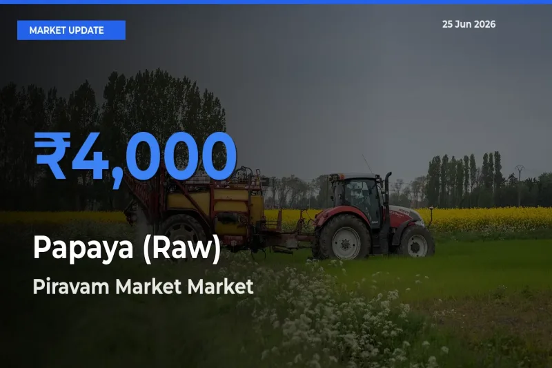Piravam Market Offers ₹4,000 – Highest Papaya (Raw) Rate Today