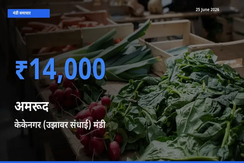 आज अमरूद के सबसे ज़्यादा दाम केकेनगर (उझावर संधाई) मंडी में दर्ज