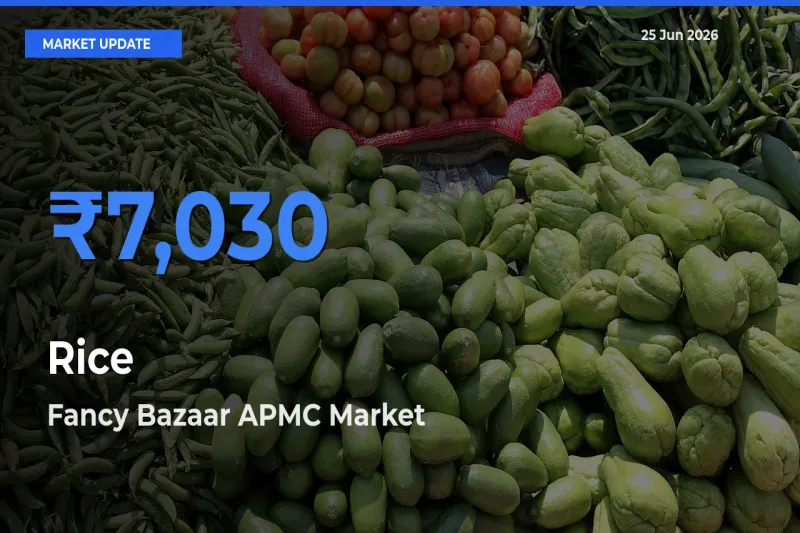 Rice Mandi Rate Today: Fancy Bazaar APMC Tops the List
