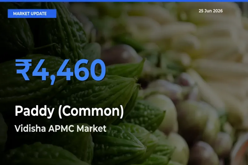 Top Performer! Vidisha APMC Offers Best Paddy (Common) Price Today