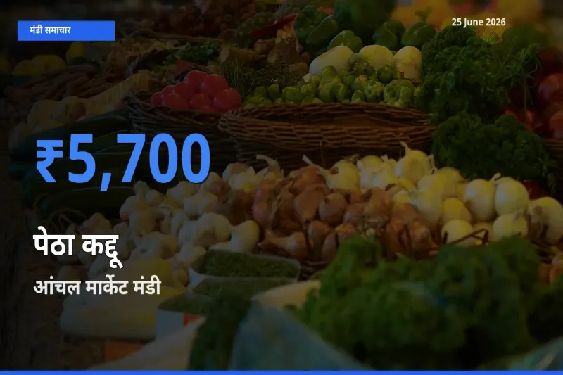 आंचल मार्केट में पेठा कद्दू का आज सबसे ऊँचा भाव