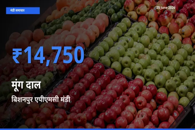 आज का मंडी भाव: मूंग दाल के सबसे ज़्यादा दाम बिशनपुर एपीएमसी में