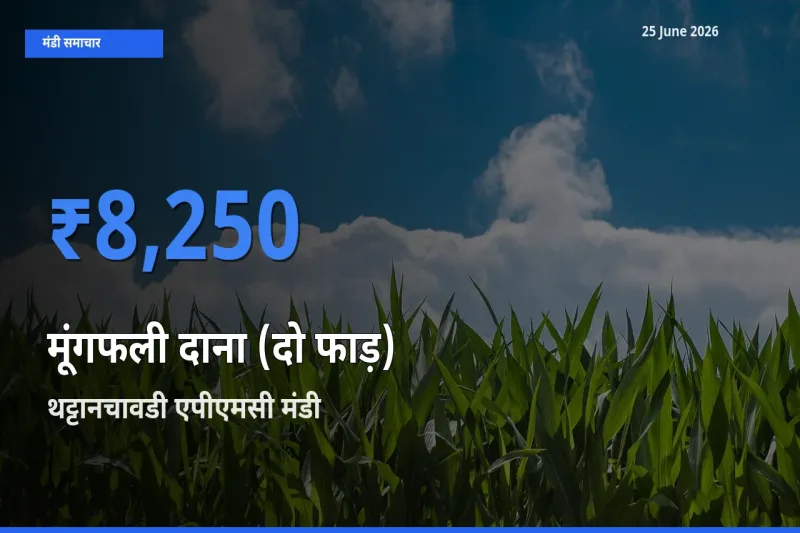 आज मूंगफली दाना (दो फाड़) के सबसे ज़्यादा दाम थट्टानचावडी एपीएमसी मंडी में दर्ज