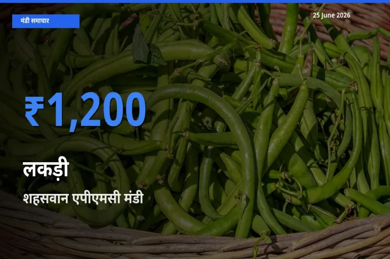 आज का मंडी भाव: लकड़ी के सबसे ज़्यादा दाम शहसवान एपीएमसी में