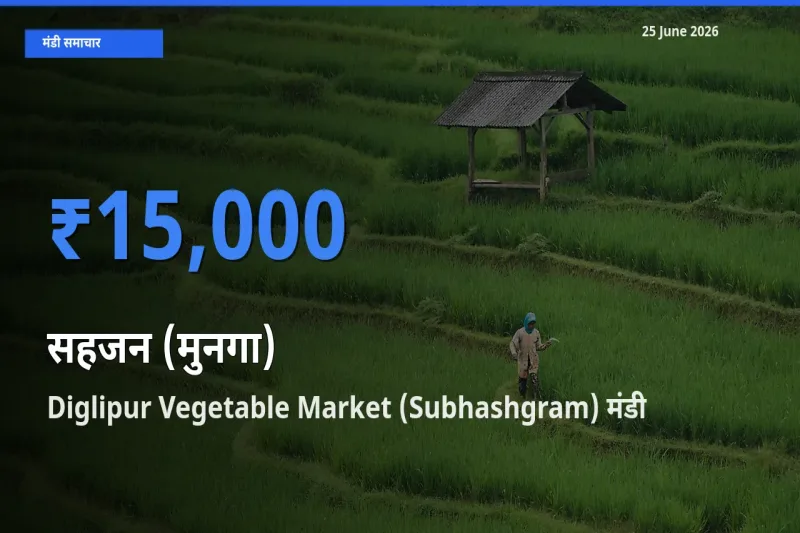 Diglipur Vegetable Market (Subhashgram) मंडी में आज सहजन (मुनगा) के सबसे ऊँचे दाम दर्ज